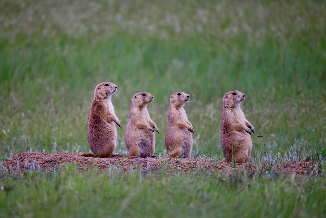 Four Prairie Dogs Keeping Lookout
