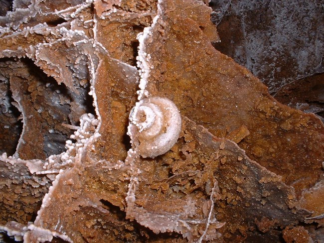 Gastropod on boxwork