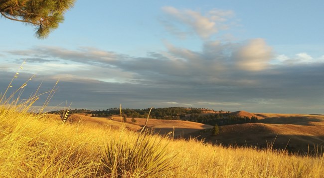 a prairie landscape with rolling hills and tall grass colored gold by the sunset