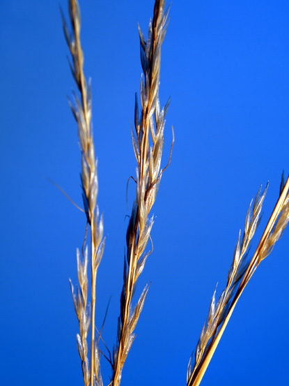 Green Needlegrass - Stipa viridula Green Needlegrass - Stipa viridula