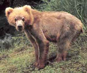Grizzly Bear - Ursus horribilis Grizzly Bear - Ursus horribilis