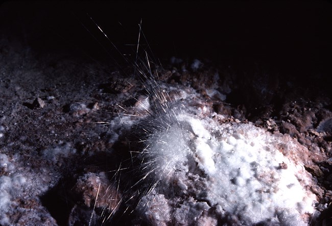 Delicate gypsum needles on the cave floor.