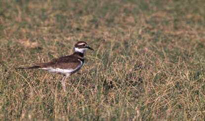 Killdeer - Charadrius vociferus Killdeer - Charadrius vociferus