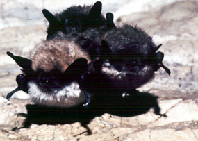 Little Brown Myotis - Myotis lucifugus Little Brown Myotis - Myotis lucifugus