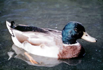Mallard - Anas platyrhynchos Mallard - Anas platyrhynchos