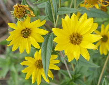 Maximilian Sunflower - Helianthus maximilliana Maximilian Sunflower - Helianthus maximilliana