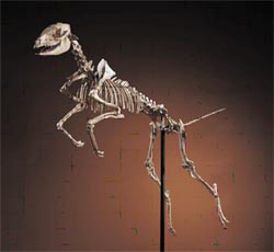 Mesohippus Jumping Mesohippus Jumping