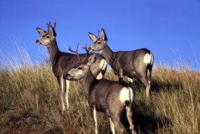 Mule Deer - Odocoileus hemionus Mule Deer - Odocoileus hemionus
