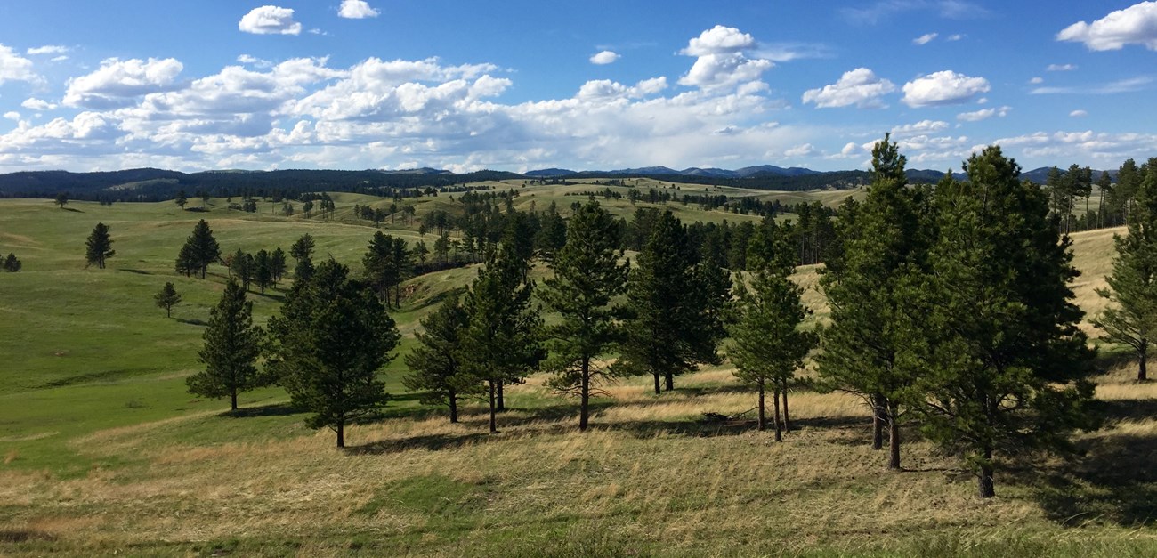 View across the surface of Wind Cave National Park with dark hills in the background and rolling grassy hills dotted with ponderosa pine trees under a blue sky with scattered puffy clouds.