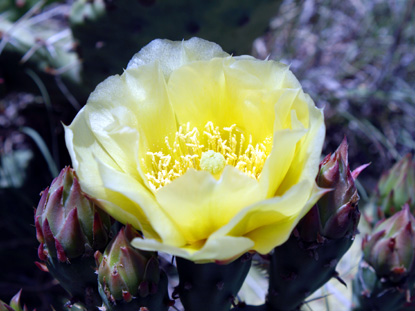 Plains Pricklypear - Opuntia polycantha Plains Pricklypear - Opuntia polycantha