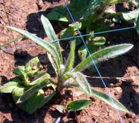 Plantago patagonica - Wooly Plantain, Wooly Indianwheat Plantago patagonica - Wooly Plantain, Wooly Indianwheat