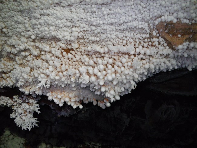 White nodules of cave popcorn on a cave wall.