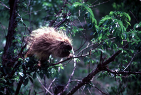 Porcupine - Erethizon dorsatum Porcupine - Erethizon dorsatum