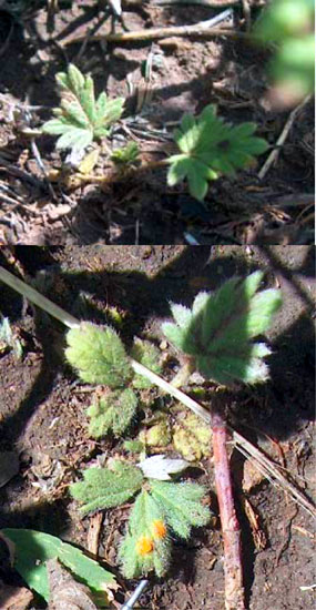 Potentilla pensylvanica - Pennsylvania Cinquefoil Potentilla pensylvanica - Pennsylvania Cinquefoil