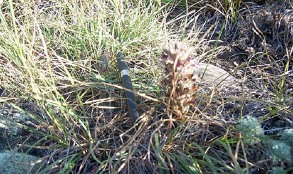 Prairie broomrape - Orobanche ludoviciana Prairie broomrape - Orobanche ludoviciana