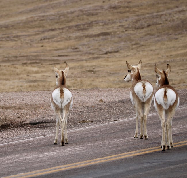 Three female pronghorn stand on the street looking off into the distance.