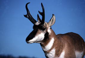 Pronghorn Antelope - Antilocapra americana Pronghorn Antelope - Antilocapra americana
