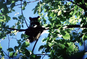 Raccoon - Procyon lotor Raccoon - Procyon lotor