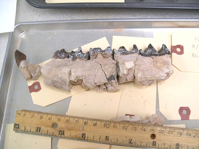 Subhyracodon jaw