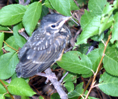 American Robin - Turdus migratorius American Robin - Turdus migratorius