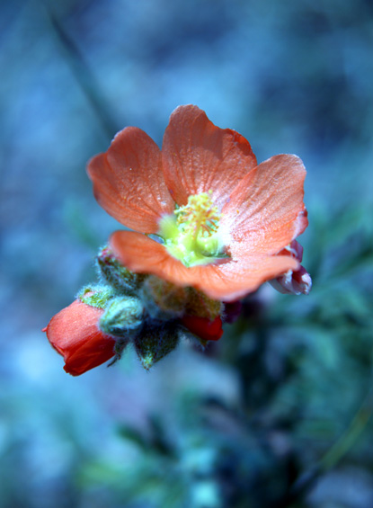 Scarlet Globemallow, Red False Mallow, Cowboy's Delight, Sphaeralcea coccinea Scarlet Globemallow, Red False Mallow, Cowboy's Delight, Sphaeralcea coccinea