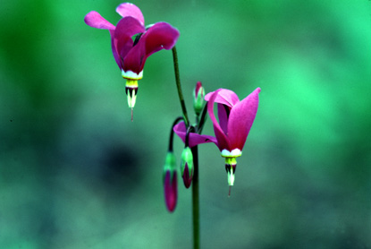 Southern Shooting Star - Dodecatheon pulchellum
Southern Shooting Star - Dodecatheon pulchellum