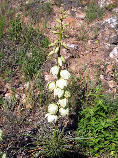 Yucca, Small Soapweed, Spanish Bayonet - Yucca glauca Yucca, Small Soapweed, Spanish Bayonet - Yucca glauca