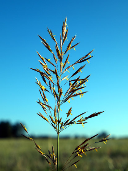 Smooth Bromegrass - Bromus inermis Smooth Bromegrass - Bromus inermis