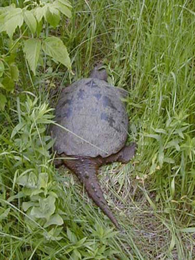 Common Snapping Turtle - Chelydra serpentina Common Snapping Turtle - Chelydra serpentina