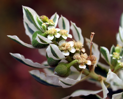 une plante avec feuilles blanches... Snow-on-the-Mountain