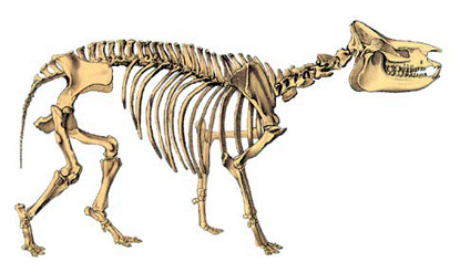 Subhyracodon Skeleton Subhyracodon Skeleton