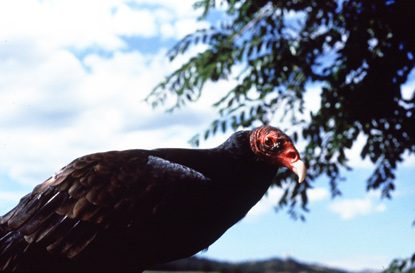 Turkey Vulture - Cathartes aura Turkey Vulture - Cathartes aura