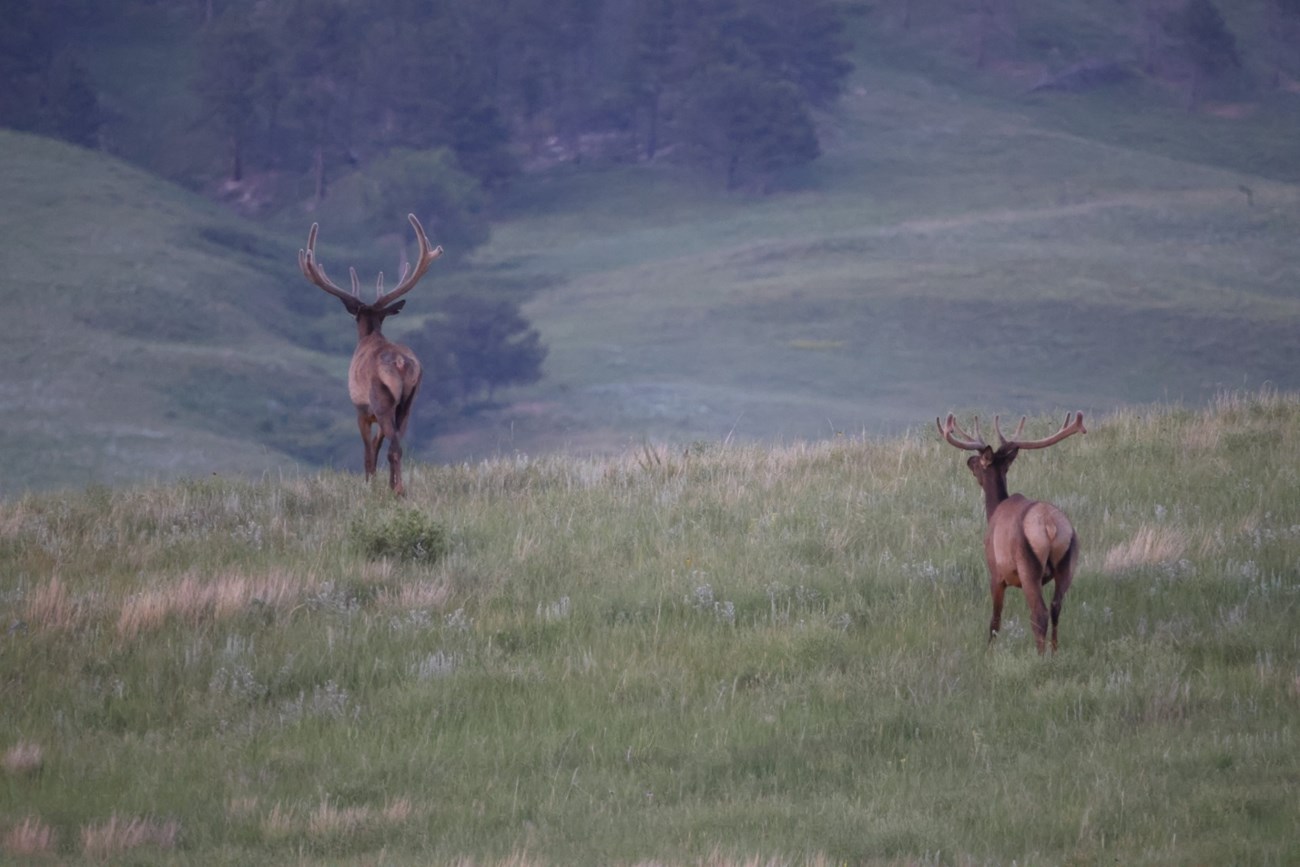 Two bull elk wandering on the prairie.
