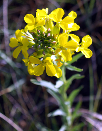 Western Wallflower - Erysimum asperum Western Wallflower - Erysimum asperum