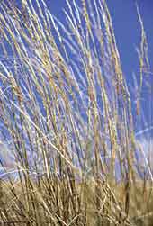 big bluestem grass big bluestem grass