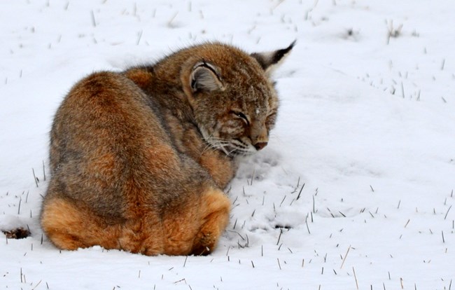 a small spotted cat sleeping in the snow