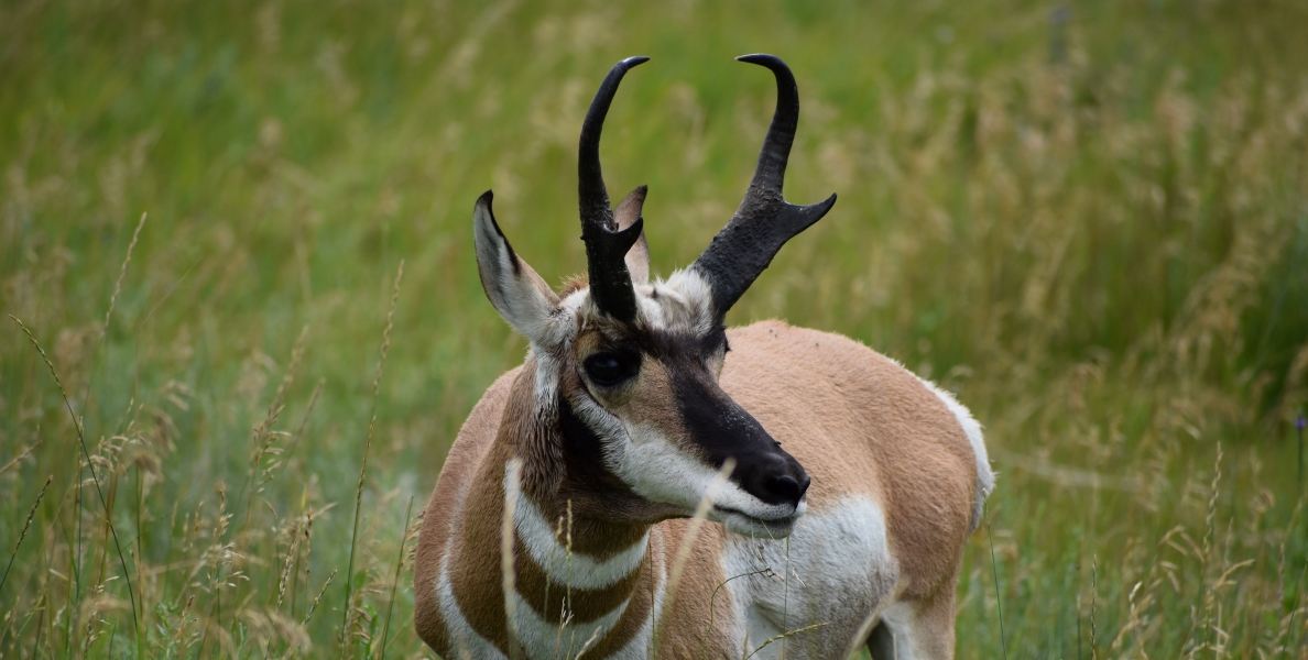 Pronghorn - Wind Cave National Park (U 
