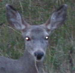 eyeshine from a deer eyeshine from a deer