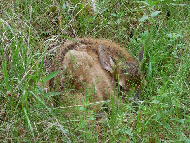 a young elk with spots lying curled up in the grass