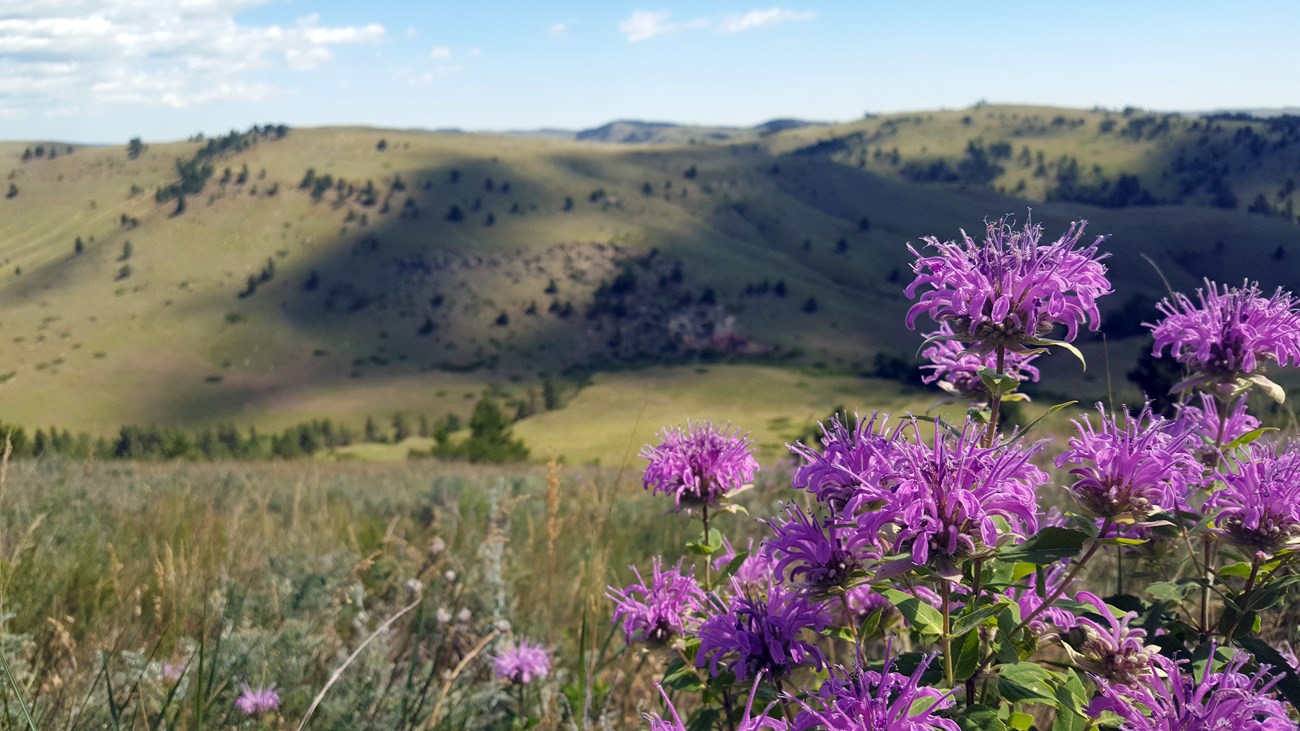 Several purple flowers in the lower right foreground with a prairie hillside in the background with a light blue sky and a few light clouds.