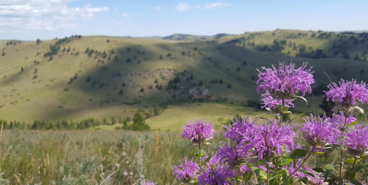 several purple flowers in front of a prairie hillside