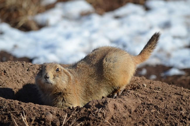 A prairie dog laying on a burrow