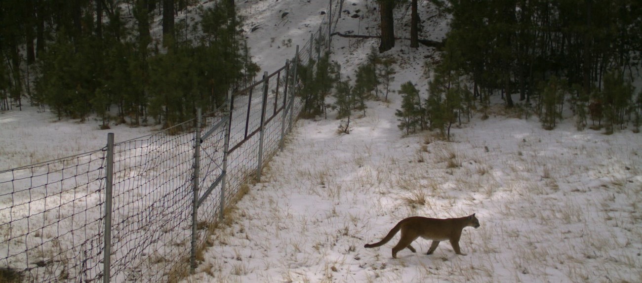 a big brown cat with a long tail walking through the snow