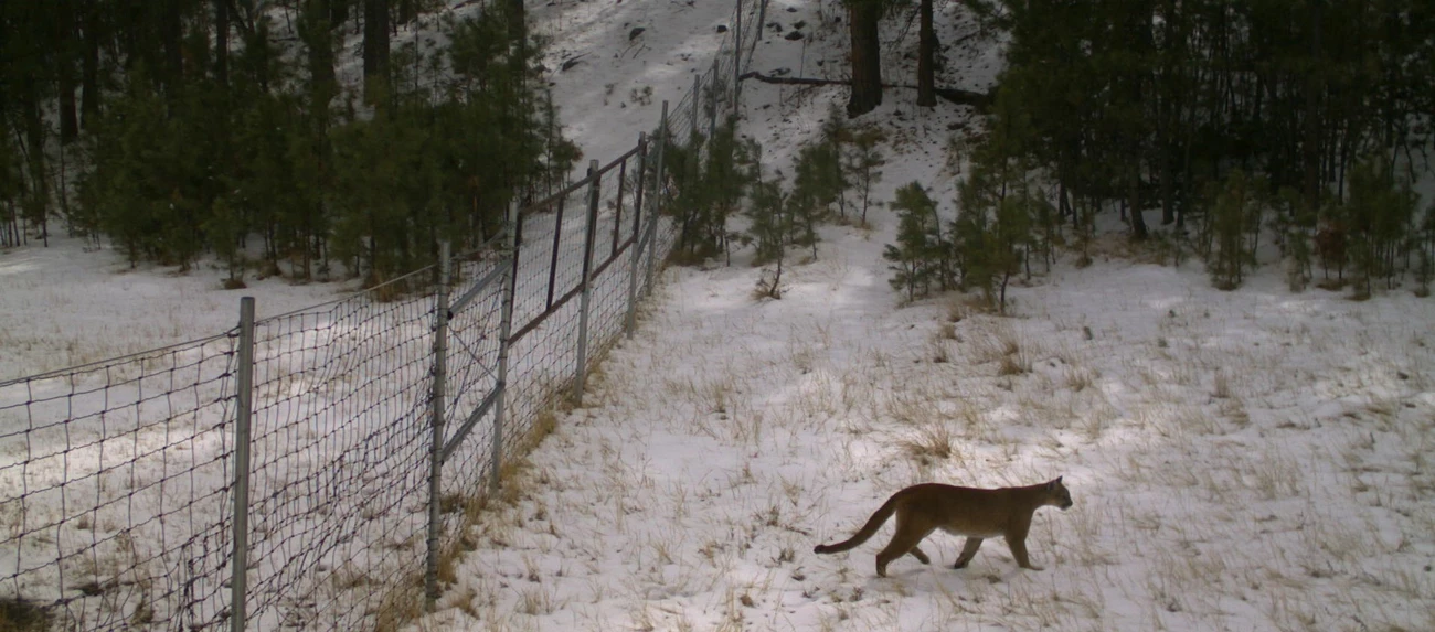 A mountain lion near the park fence a big brown cat with a long tail walking through the snow