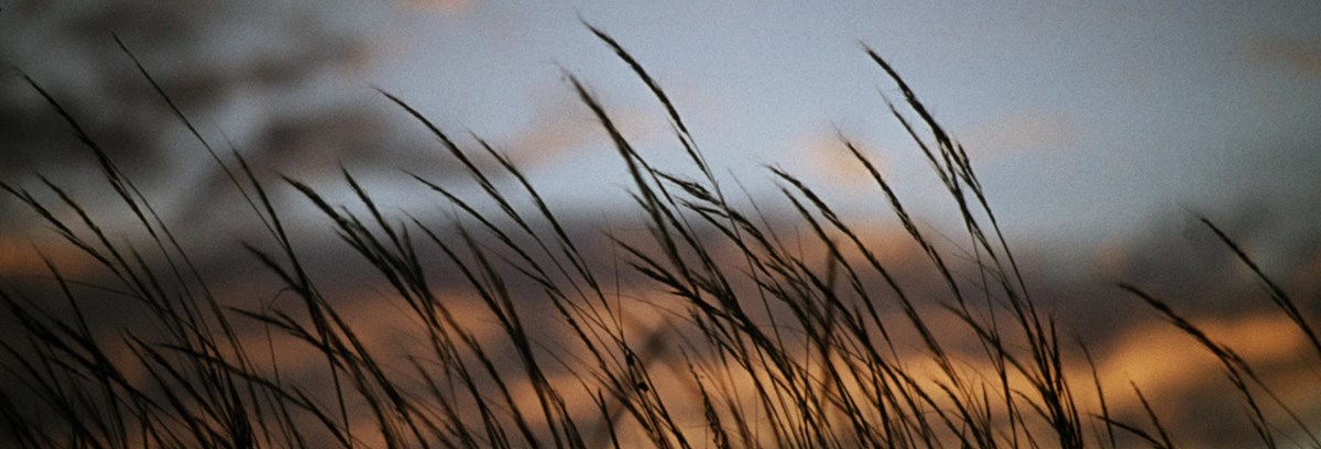 Grass stalks against a pink sunrise