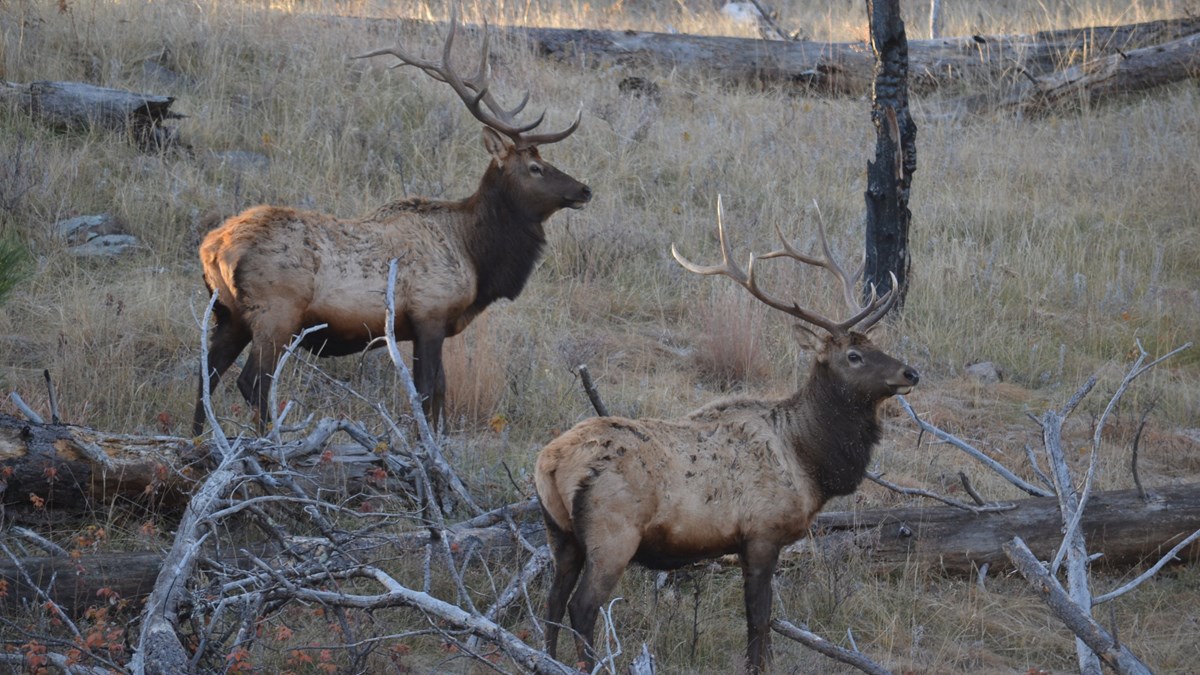 two adult male elk standing on a hillside with some dead trees at dusk