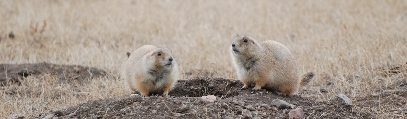 Two prairie dogs perch on a burrow.