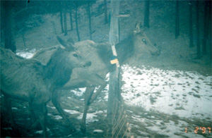 Elk with GPS Collars Elk with GPS Collars