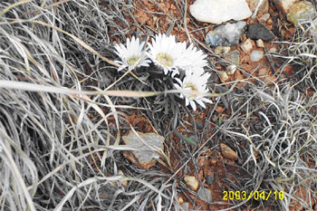 Townsend's Easter Daisy - Townsendi exscapa Townsend's Easter Daisy - Townsendi exscapa