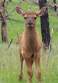 Deer Deer